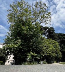 Floridian's century-old plane tree in danger: new studies to avert felling underway