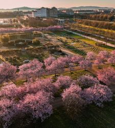 Reggia di Venaria celebrates cherry blossom with many events, including evening events. Already 3,000 open tickets on sale 