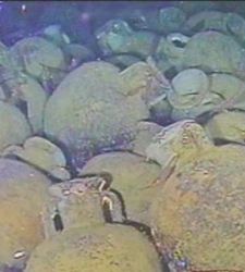 Off the coast of Monasterace (Reggio Calabria), a 2,400-year-old shipwreck: the recovery of more than 300 amphorae is underway
