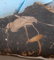 Villa Sora, new excavations unearth decorations and a construction site active in 79 AD.