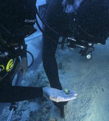 Croatia: Byzantine Shipwreck Discovered with Extraordinary Gold Treasures, Including an Imperial Ring