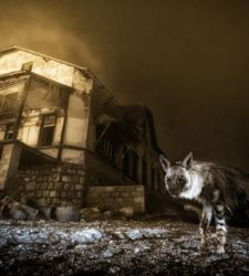 Wildlife Photographer of the Year: award-winning images from the competition at the Fortress of Bard