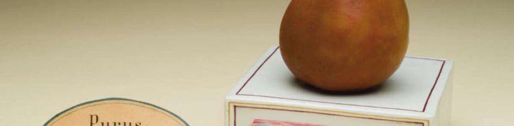 Le incredibili cere botaniche della Specola di Firenze: i frutti finti che stupirono il mondo